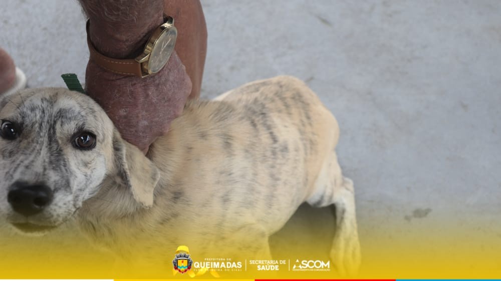 Dia “D” de vacinação antirrábica é realizada na sede.